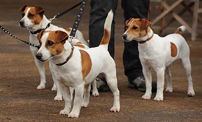Jack Russell Club of (JRTCA) | the Breed